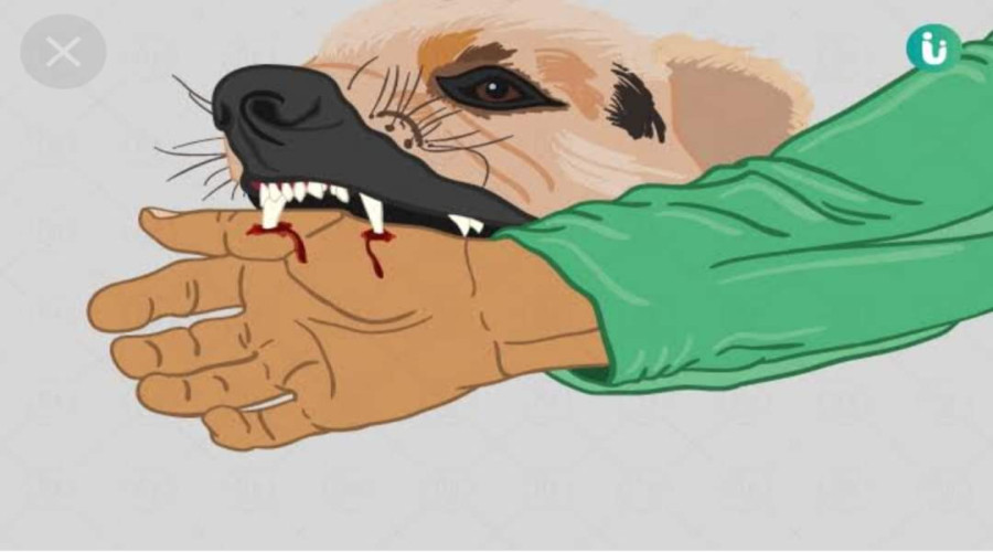 সোনারগাঁয়ে পাগলা কুকুরের কামড়ে অন্তত আহত ৪৫